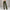 Flex Button Pants - Notorious (Verde Militare)